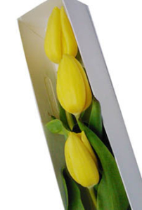 Caja de 3 tulipanes amarillos