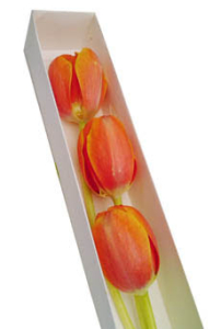 Caja de  3 tulipanes naranjas