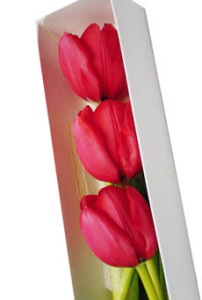 Caja de  3 tulipanes rojos