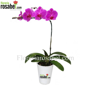 orquidea phalaenopsis fucsia rosa orquidea phalaenopsis fucsia rosa
