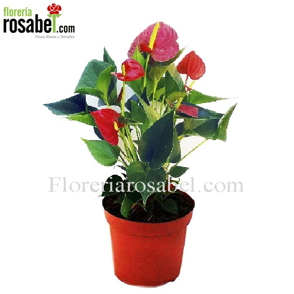 Anturio Natural Rojo en Macetero Delivery Lima Peru