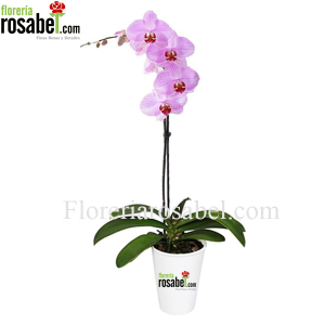 Orchid Plant Phalaenopsis Rosada Delivery Lima Peru