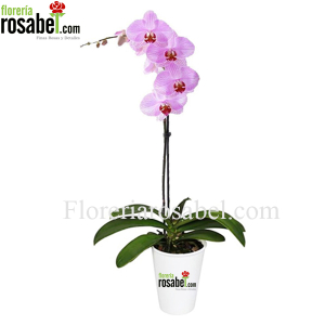 Planta de Orquidea Phalaenopsis Rosada Delivery Lima Peru Planta de Orquidea Phalaenopsis Rosada Delivery Lima Peru