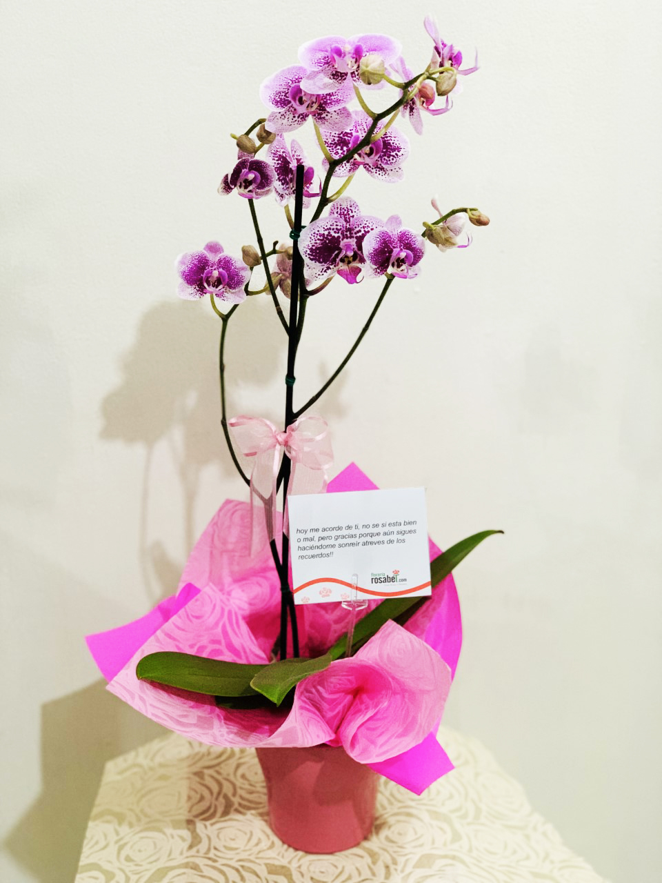 Our pink Variegated Phalaenopsis orchid with 8 to 12 flowers