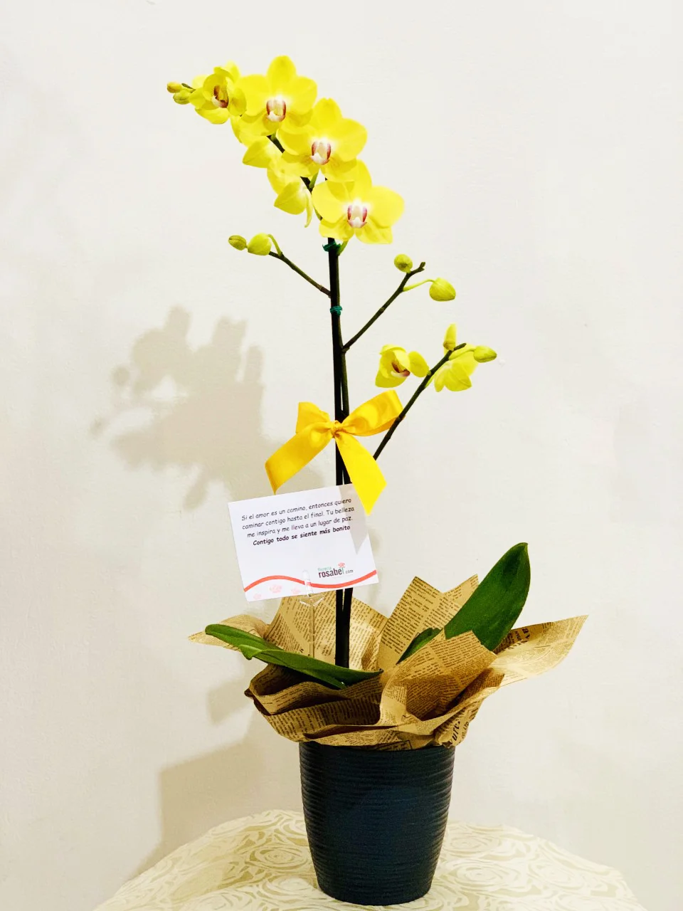 Plantas de Orquideas Floreria Rosabel Lima Peru