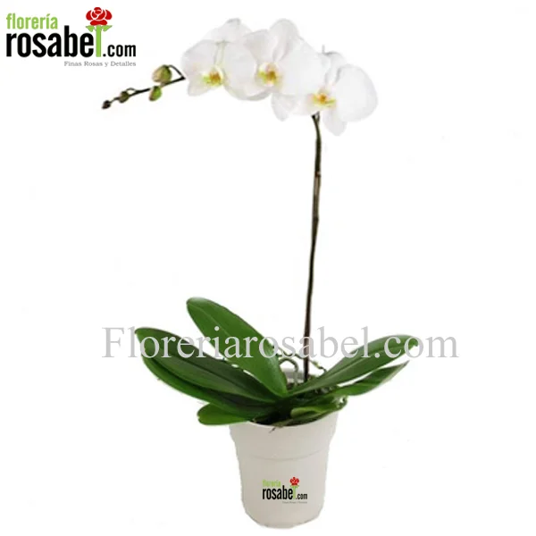 Planta de Orquídea Blanca Phalaenopsis Grande Delivery Lima Peru