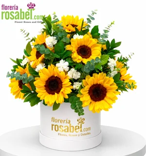 Arreglo de 12 girasoles y claveles blancos en base floral Rosabel