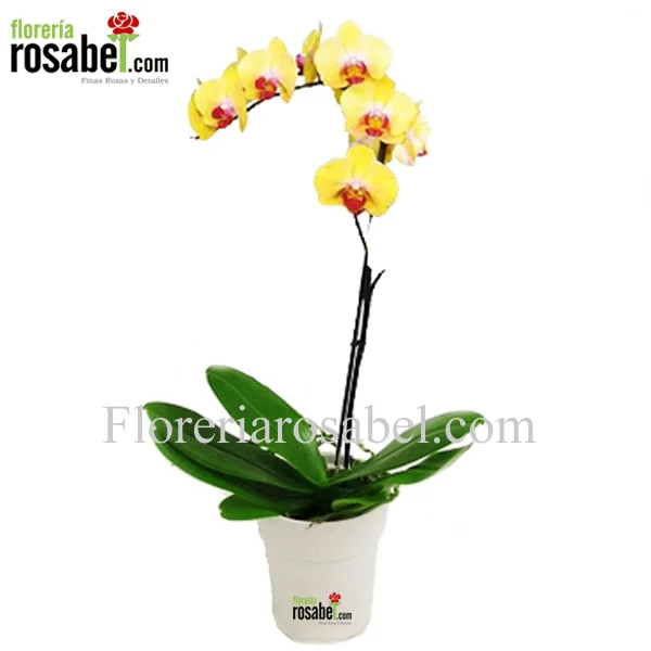 Planta de Orquidea Amarilla Phalaenopsis Centro Purpura -1 vara